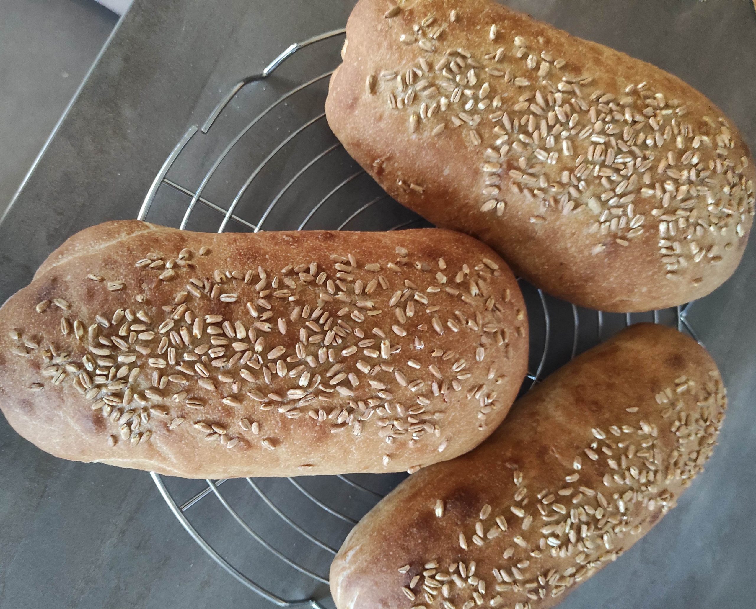 Dinkelbrot Farro livieto madre