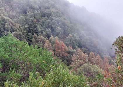 Die Barbagia und La Superba